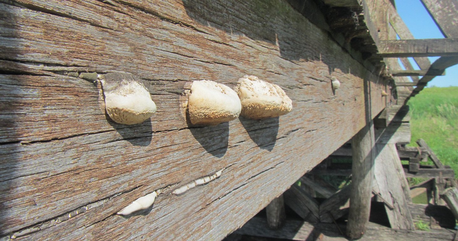 Pilzfruchtkörper an einer Holzbrücke